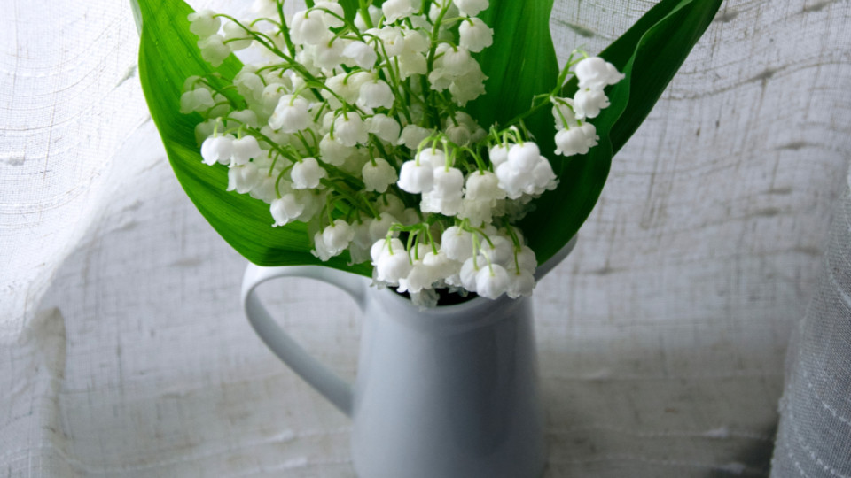 Le muguet du 1er mai, une tradition toujours en vogue