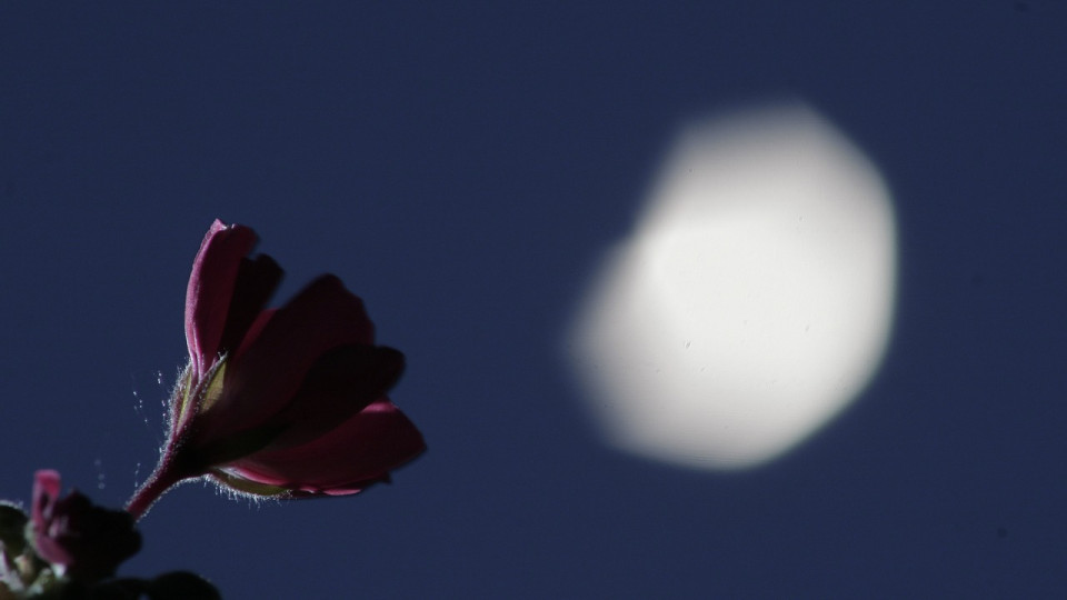 C’est la pleine lune des fleurs ce vendredi : votre signe astro est-il concerné ?