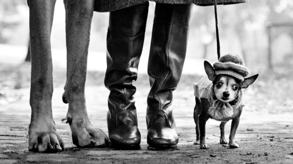 Venez avec votre chien voir cette exposition à Lyon !