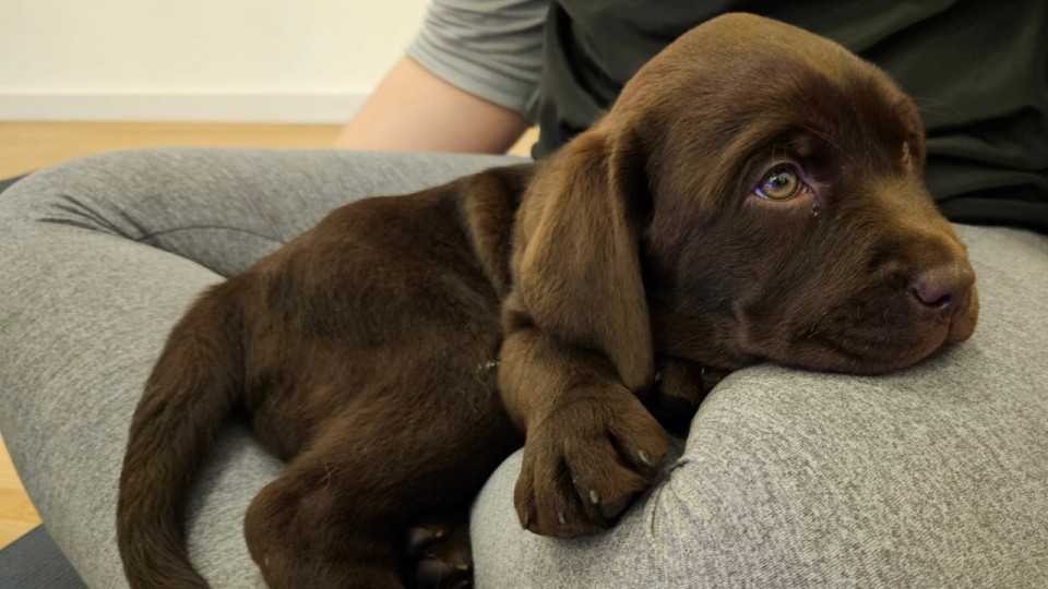 On a testé le puppy yoga à Lyon