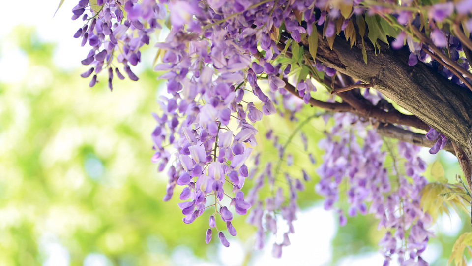 Le Festival des Glycines de retour à Lyon : on vous dit où aller pour faire les plus belles photos