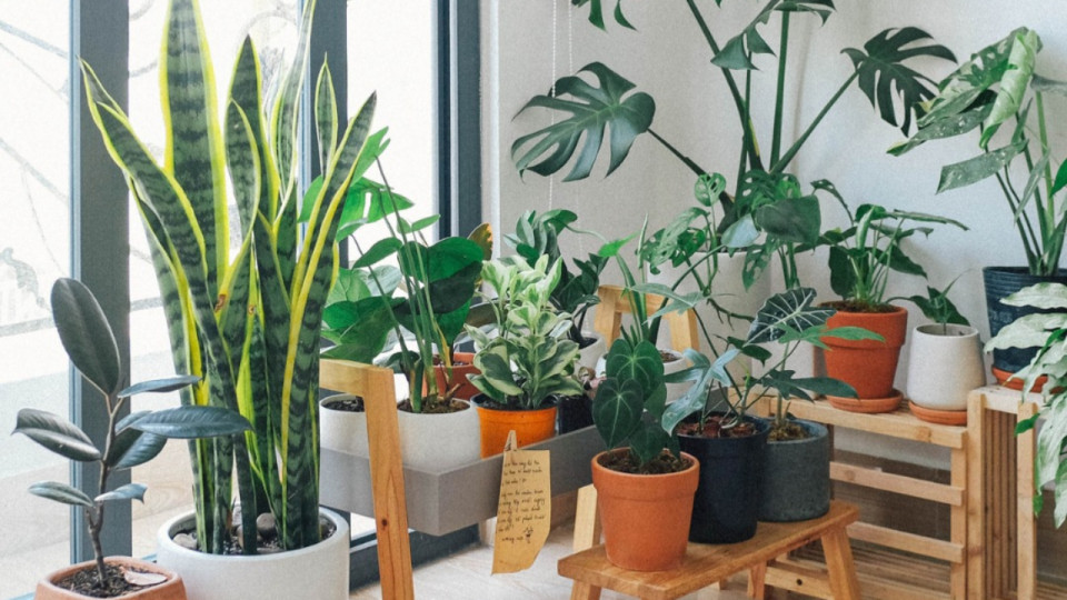 Une grande vente de plantes se prépare pour ce week-end à Lyon