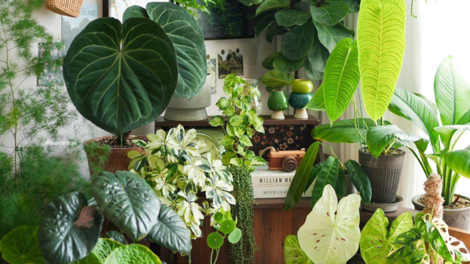 Cette grande vente de plantes de retour à Lyon pour plusieurs jours