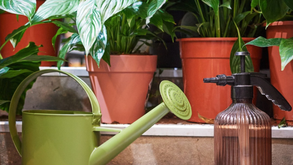 Une nouvelle vente de plantes ce week-end à Lyon