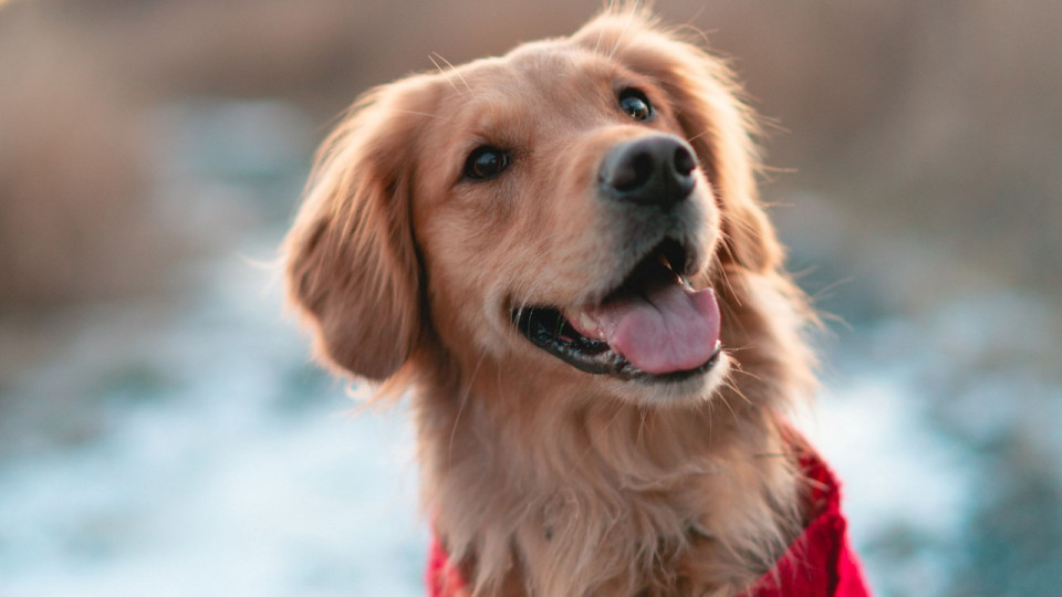 On connaît les races de chiens et de chats préférées des Lyonnaises !