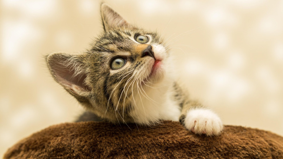 Et si vous partagiez une photo de votre chat pour la bonne cause ?