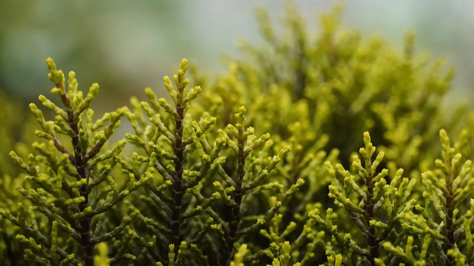 Arbustes et art de vivre : cr&eacute;er un jardin structur&eacute; et apaisant au f&eacute;minin