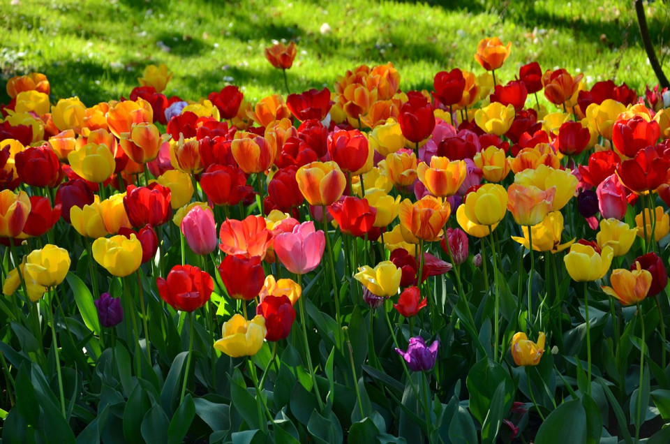Des tulipes pour lutter contre le cancer au Parc de la Tête d'Or