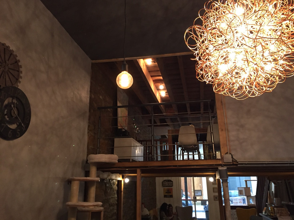 GENTLECAT : le bar à chats des lyonnaises