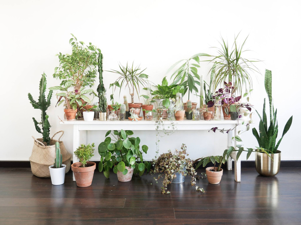Maison BOUTURE : Grande vente de plantes
