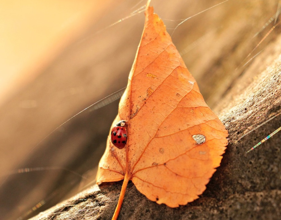 Bien-être : Préparer son corps et sa tête - l'automne - équilibre et mieux être intérieur